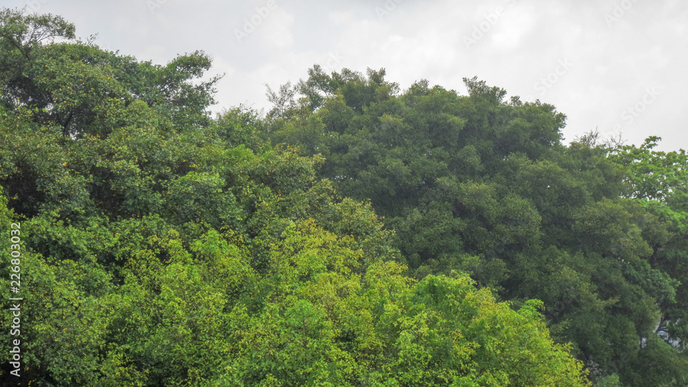 heavy wind on the tree in rainy day