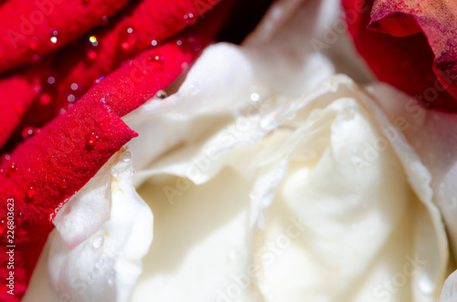 Wallpaper Mural Macro Shot of water drop on white  and red Rose, Torontodigital.ca