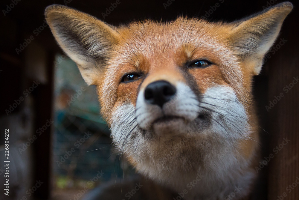 Fototapeta premium fox on the hunt