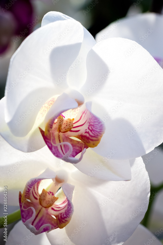 Obraz premium white orchid flowers