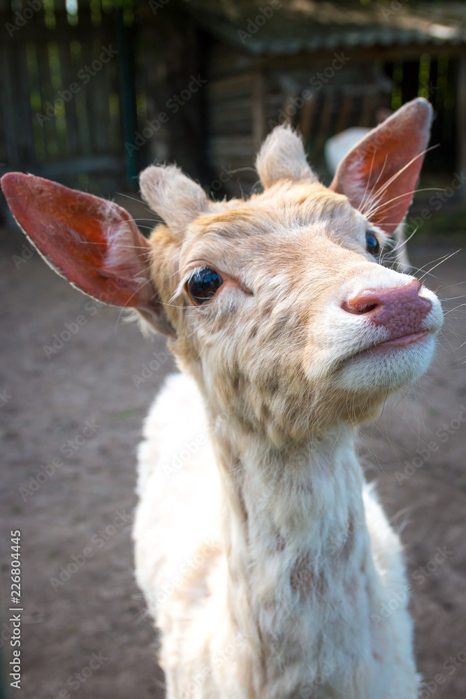 Obraz premium small white fallow deer