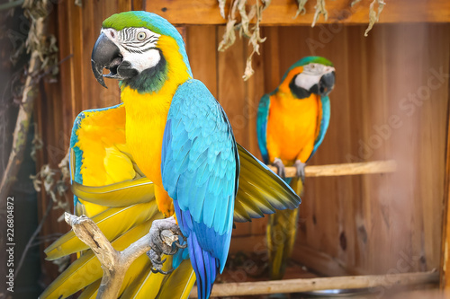 yellow-blue parrot photo