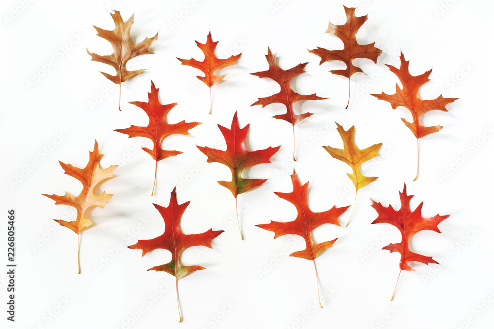 Colorful oak leaves pattern on white table background. Modern autumn styled composition. Fall design. Thanksgiving concept. Flat lay, top view. Colorful oak leaves pattern on white table background. Modern autumn styled composition. Fall design. Thanksgiving concept. Flat lay, top view.