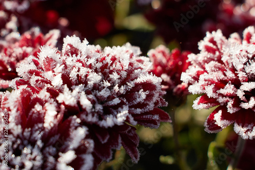 chrysanthemums in the snow photo