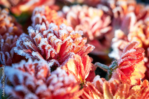 chrysanthemums in the snow photo