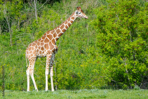 giraffe by green tree brush