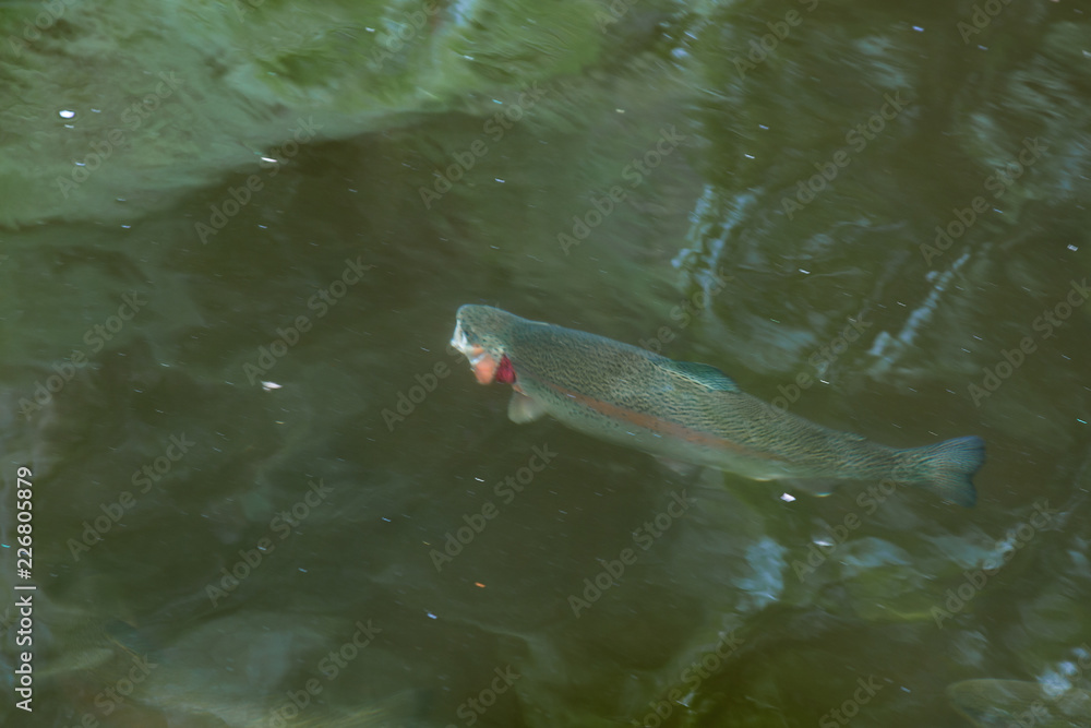 Fototapeta premium Trout in a Stream