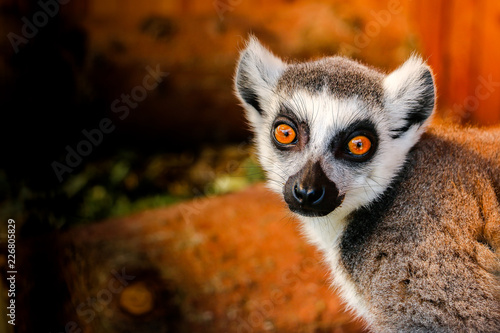lemur with big eyes