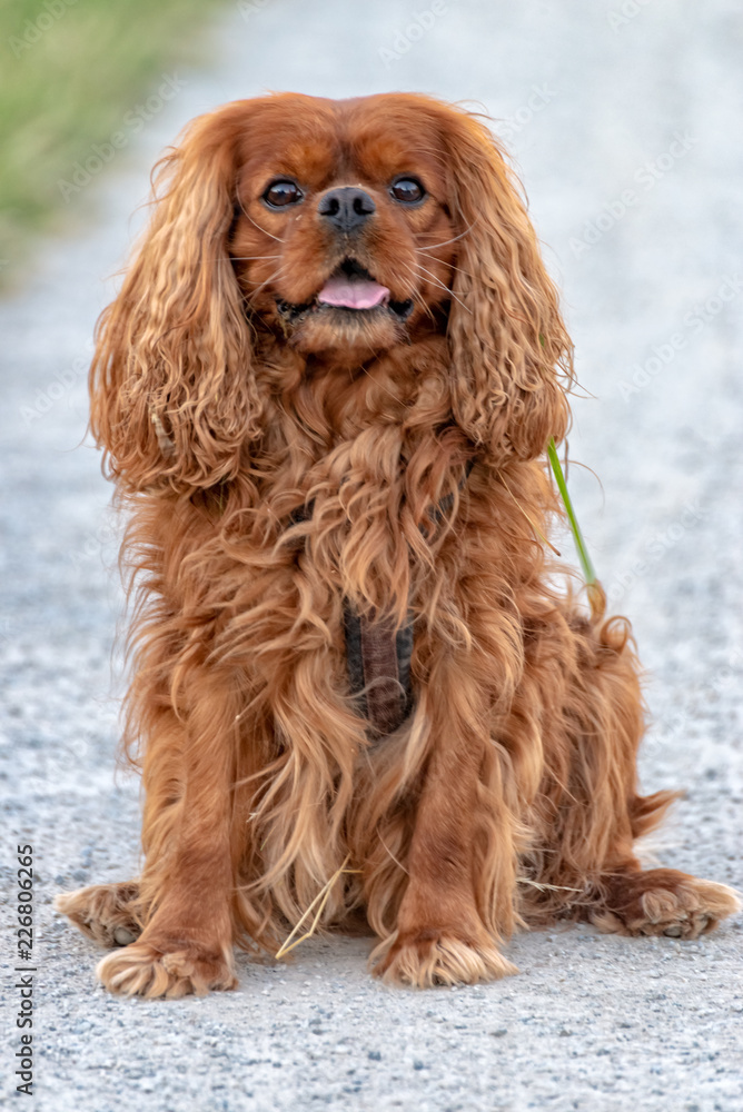 Cavalier King Charles Spaniel in Brown Ruby Cavalier King Charles Spaniel in Brown Ruby