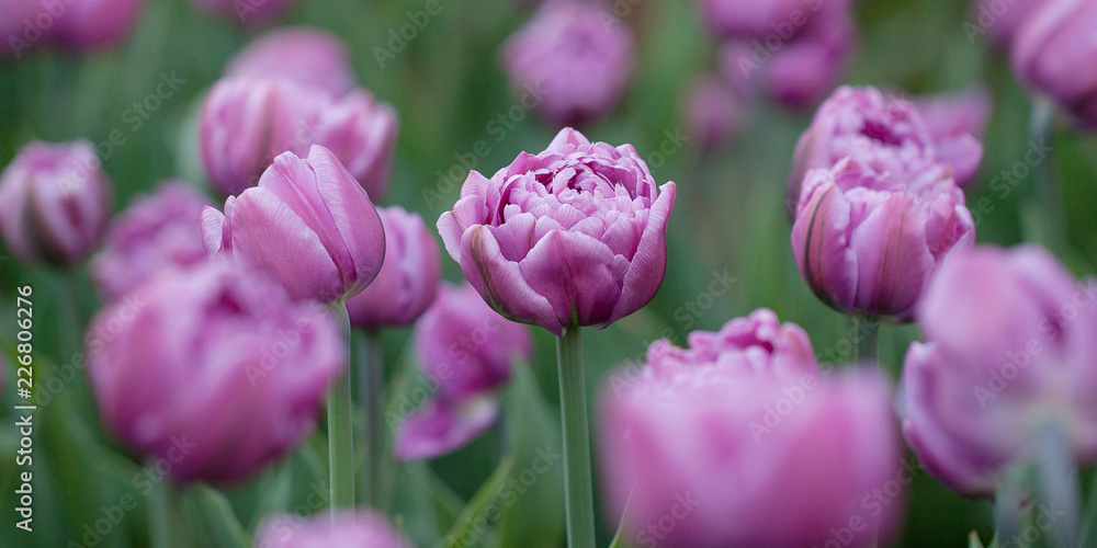 beautiful purple velvet tulips in spring field beautiful purple velvet tulips in spring field