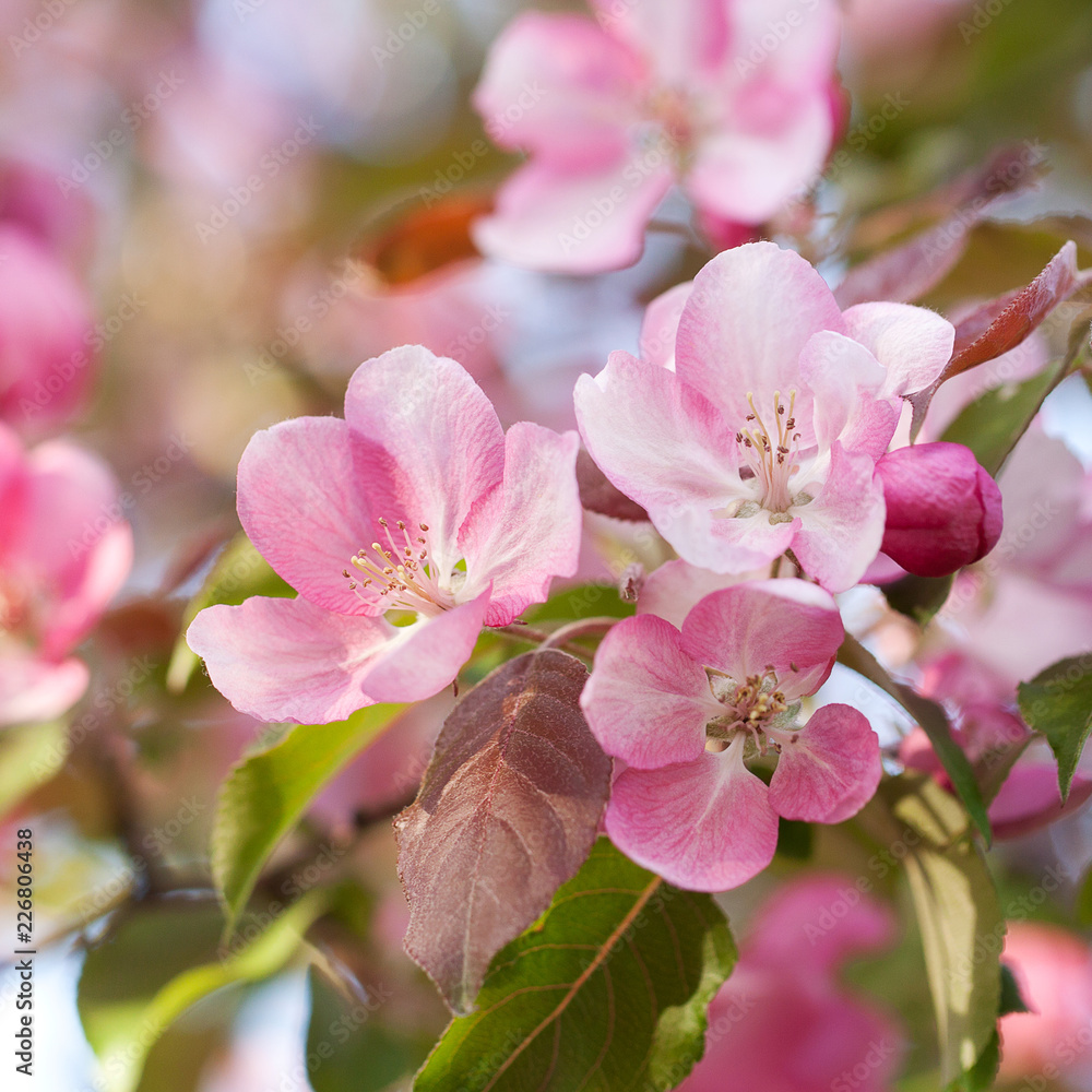 apple branch with beautiful bright and delicate pink flowers apple branch with beautiful bright and delicate pink flowers