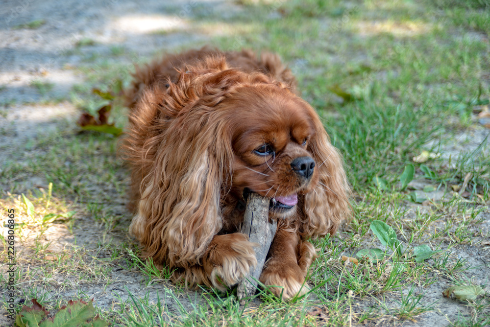 Cavalier King Charles Spaniel in Brown Ruby chews on a stick