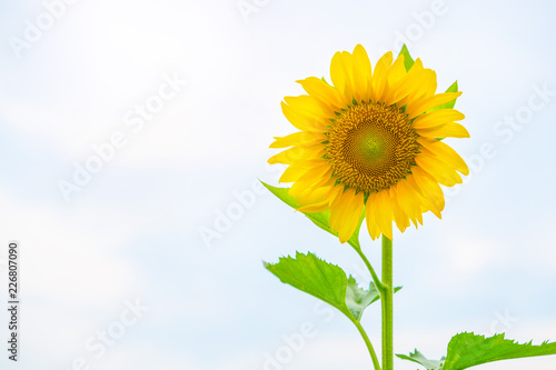 Fototapeta Naklejka Na Ścianę i Meble -  Sunflower on light sky background