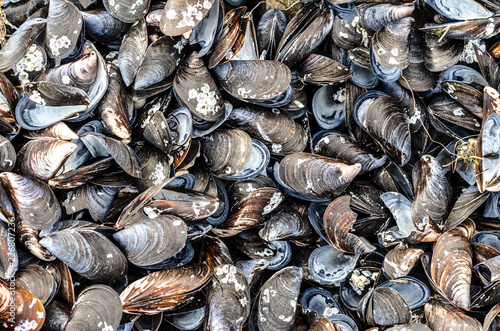texture background of a variety of sea mussel shells