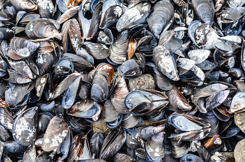 texture of a variety of sea mussel shells