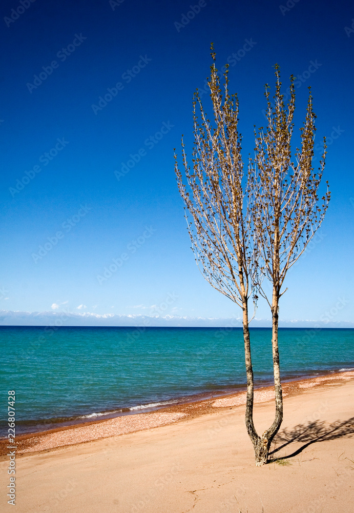 Poplar growing on sand in costline of Issyk-Kul lake, blue sunny sky