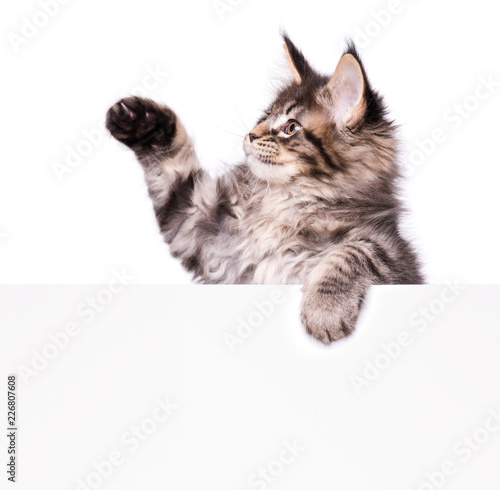 Maine Coon kitten holding sign or banner. Funny pet cat showing placard with space for text. Beautiful domestic kitty with blank board, isolated on white background.
