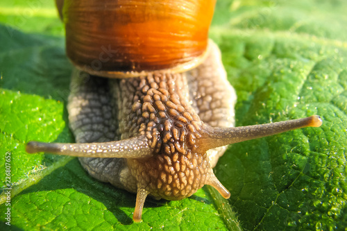 Tableau sur toile snail on green leaf
