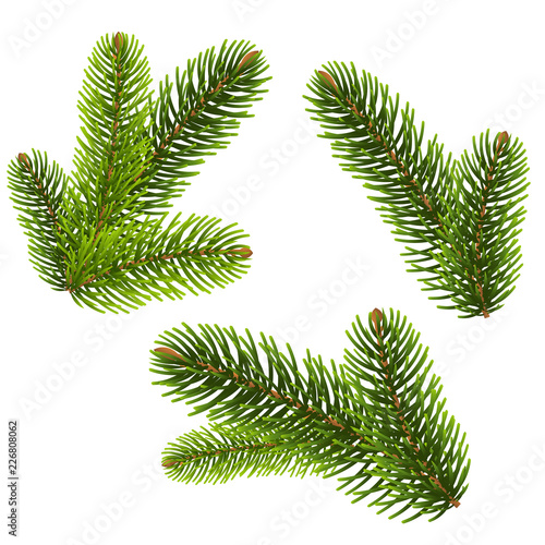 Fir Tree Isolated Isolated Background