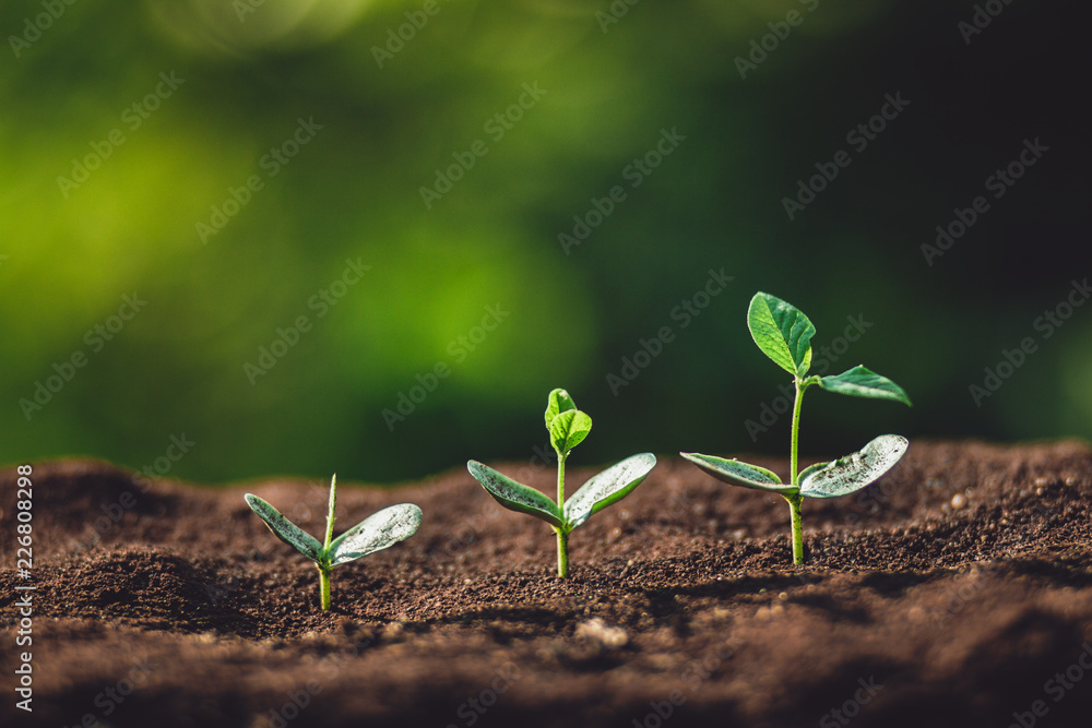 Fototapeta premium plant a tree Watering a tree in nature light and background 