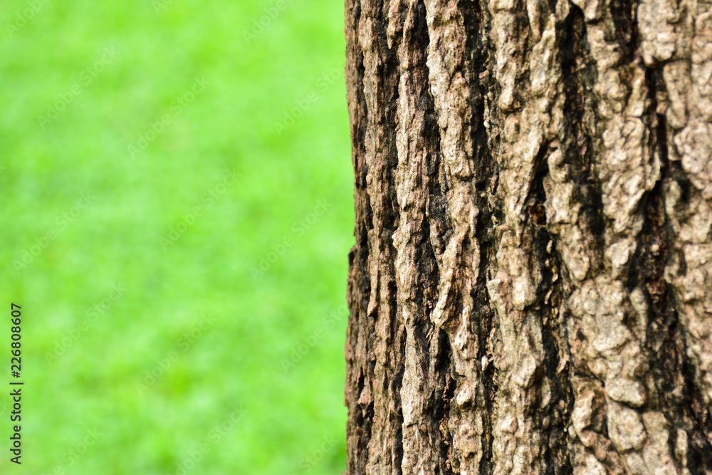 Obraz premium Tree background / texture - closeup