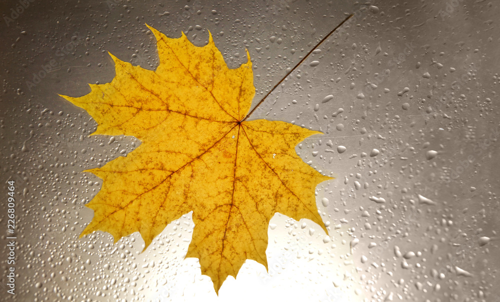water drops autumn grey background setting sun maple leaf water drops autumn grey background setting sun maple leaf