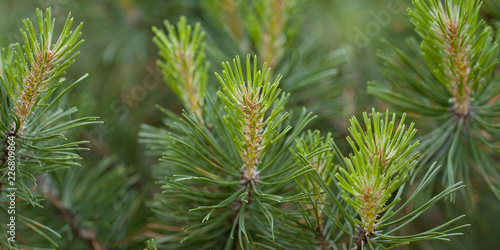 beautiful fluffy pine branches with young shoots