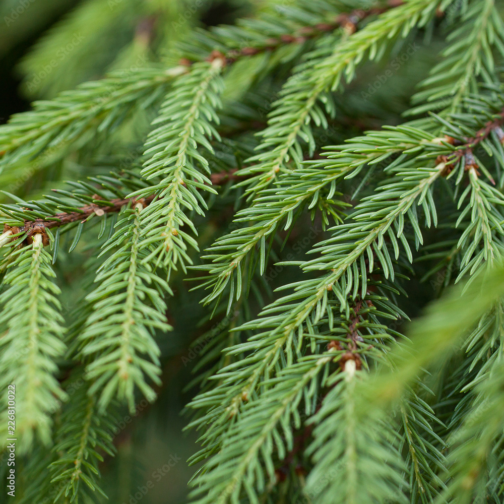 fluffy green branches fir-tree with green needles fluffy green branches fir-tree with green needles
