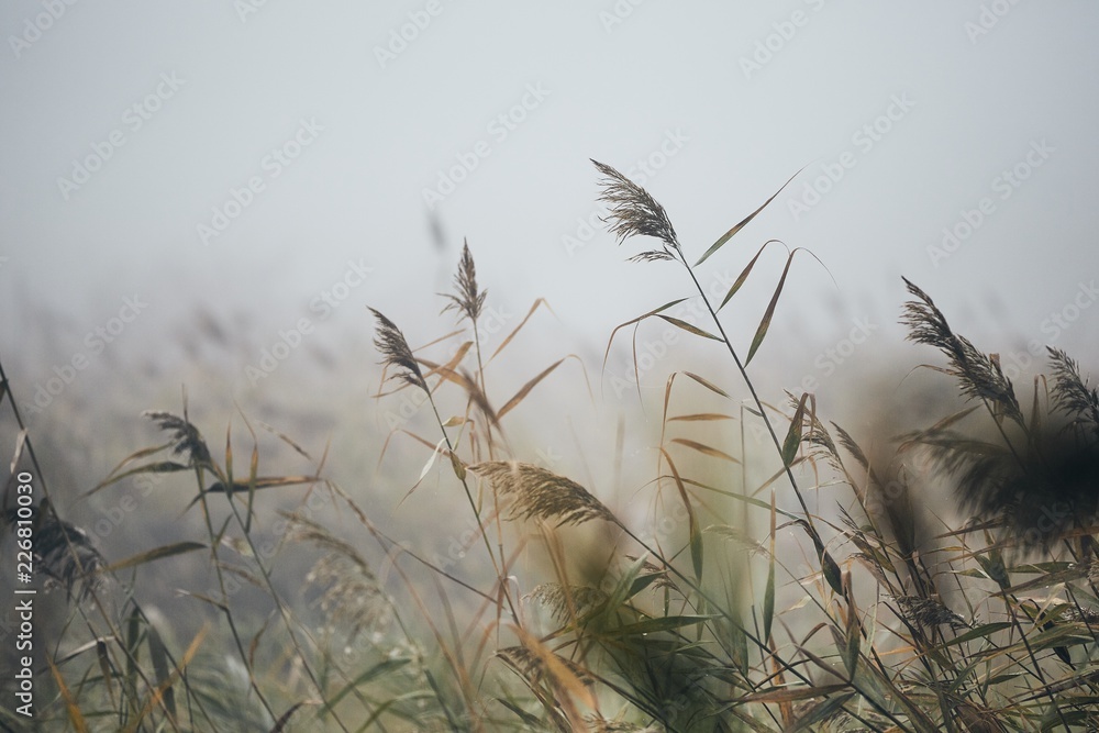 Obraz premium Reeds in gloomy autumn morning