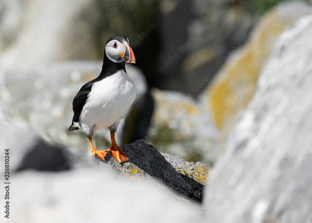 Fototapeta premium Atlantic Puffin in Maine 