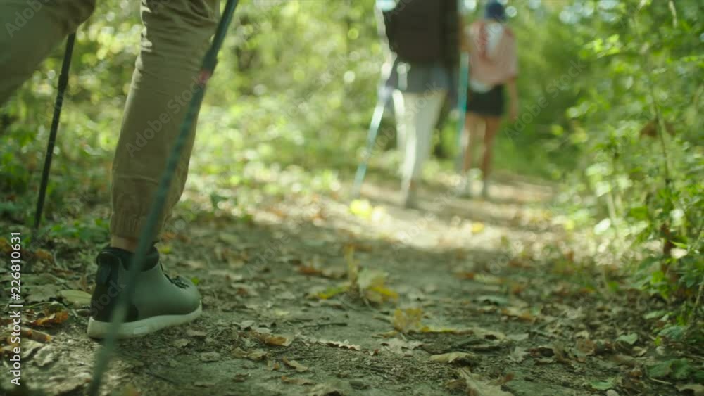 Group of hikers with backpacks and sticks walking in the forest Group of hikers with backpacks and sticks walking in the forest