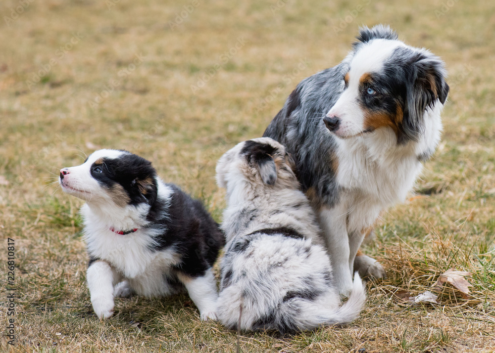 Australian Shepherd purebred dog on meadow in autumn or spring, outdoors countryside. Aussie puppy with mother, 2 months old.