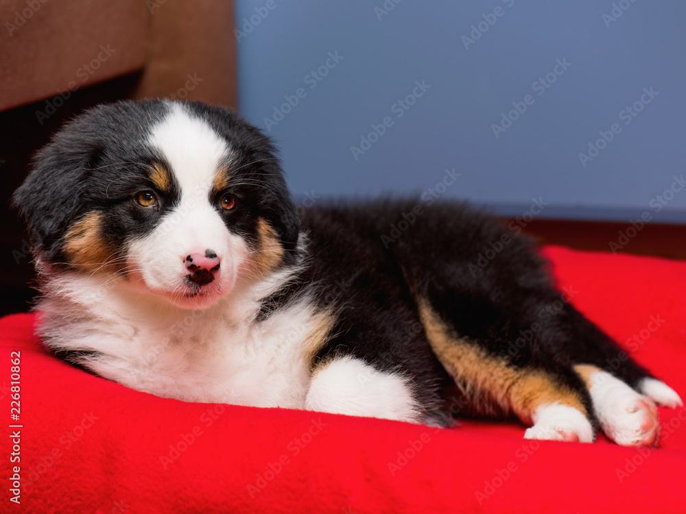 Australian Shepherd purebred puppy, 2 months old on the lair. Black Tri color Aussie dog at home.