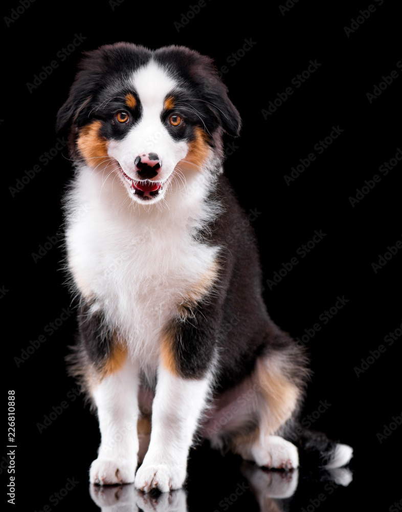 Beautiful happy Australian shepherd puppy 3 months old. Cute dog is sitting frontal and looking at camera, isolated on black background