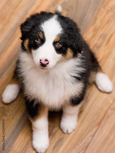 Australian Shepherd purebred puppy, 2 months old looking at camera - close-up portrait. Black Tri color Aussie dog at home. © DenisNata