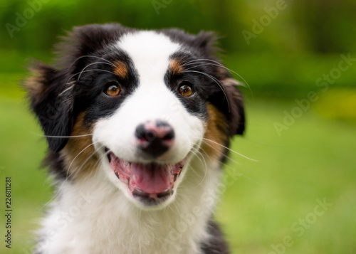 Happy Aussie on meadow with green grass in summer or spring. Beautiful Australian shepherd puppy 3 months old - portrait close-up. Cute dog enjoy playing at park outdoors. © DenisNata