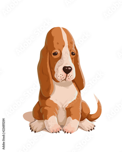 Vector color illustration of basset hound puppy isolated on white background. Cute small dog