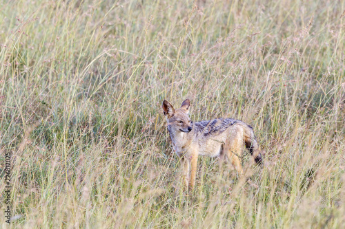 Black-backed Jackal standing in the grass and watching