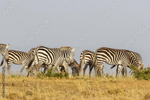 Zebras who walks in the savannah