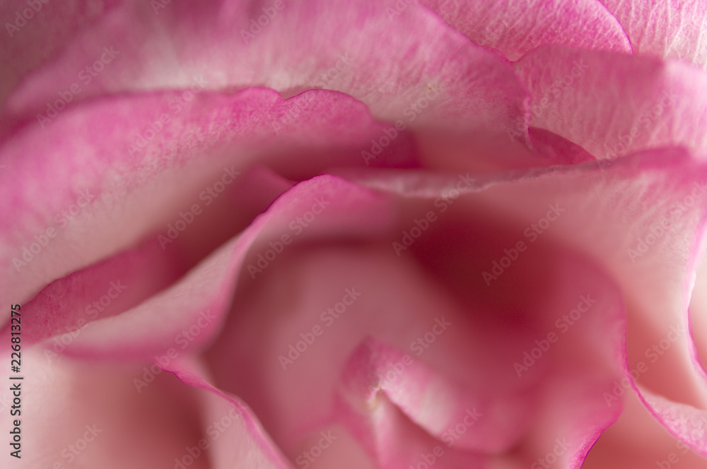 Soft floral pink abstract background. Macro blur flower. Pink rose. Soft floral pink abstract background. Macro blur flower. Pink rose.
