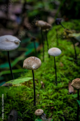 Pilze im Wald Nahaufnahmen