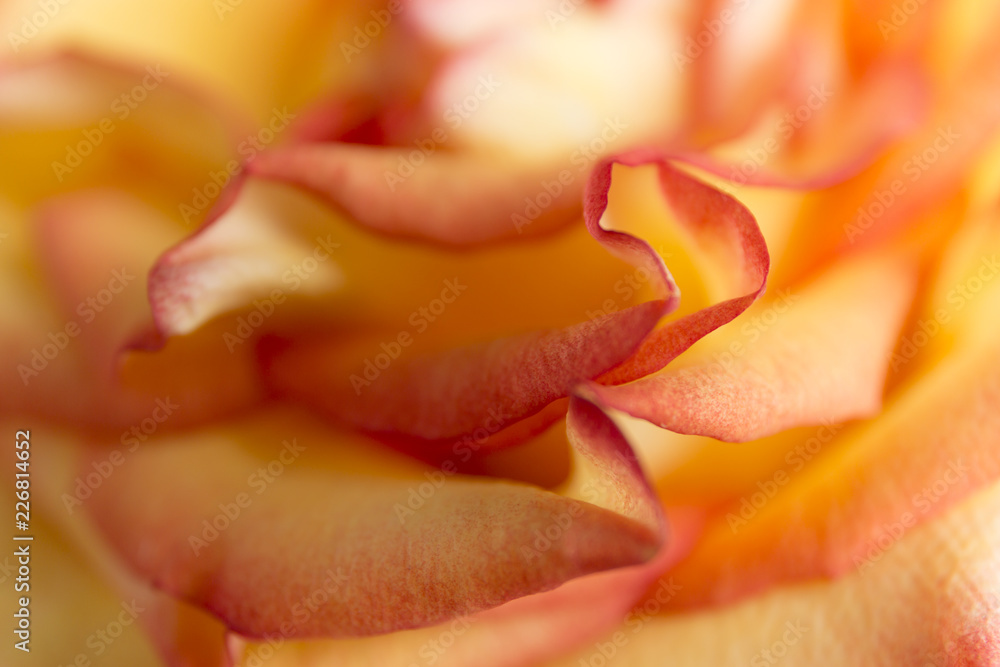 Soft floral yellow abstract background. Macro blur flower. Multicolor orange rose.