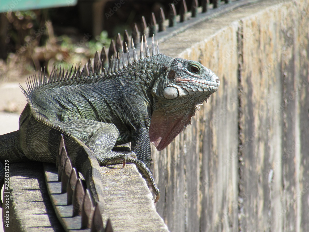 caribbean iguana Stock Photo | Adobe Stock