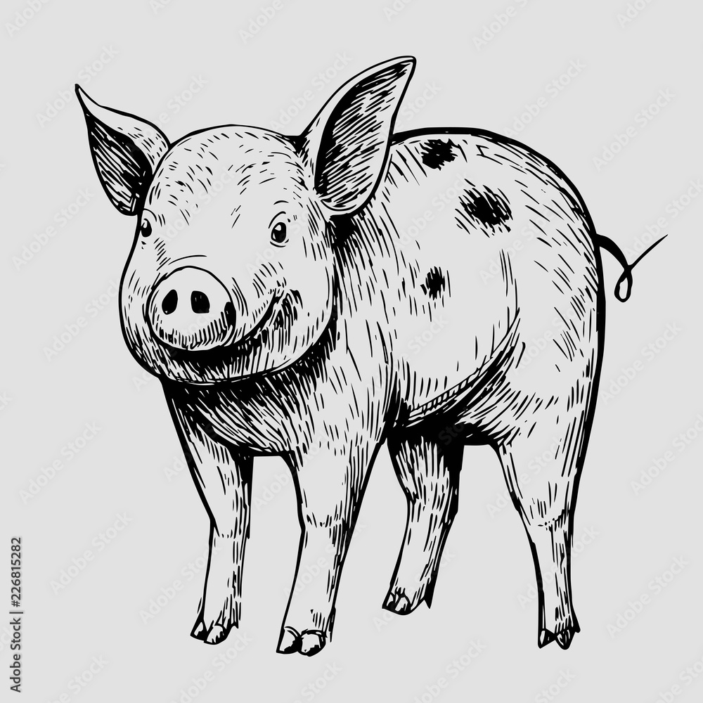Fototapeta premium Sketch of pig. Hand drawn illustration converted to vector.