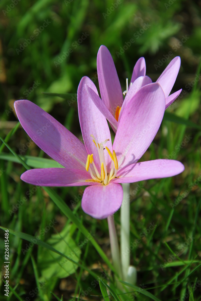 purple and yellow crocus in spring purple and yellow crocus in spring