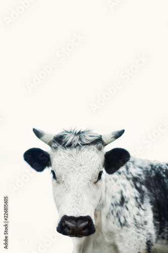 Portrait of white and black cow
