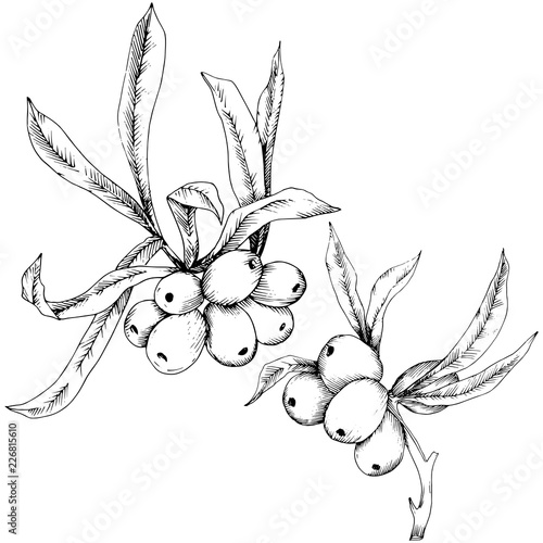 Hippophae plant vector icon on white background. Vector flower for background, texture, wrapper pattern, frame or border.