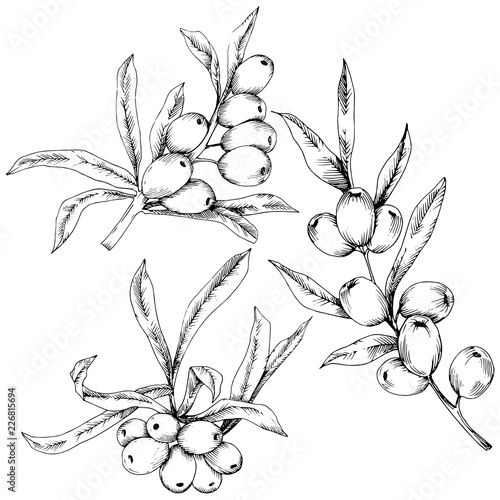Hippophae plant vector icon on white background. Vector flower for background, texture, wrapper pattern, frame or border.