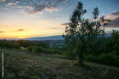 Olives at sundown  Montespertoli  administrative region of Florence