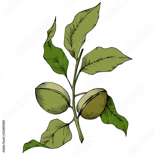 Green almond in a vector style isolated. Full name of the plant: almond. Vector flower for background, texture, wrapper pattern, frame or border.